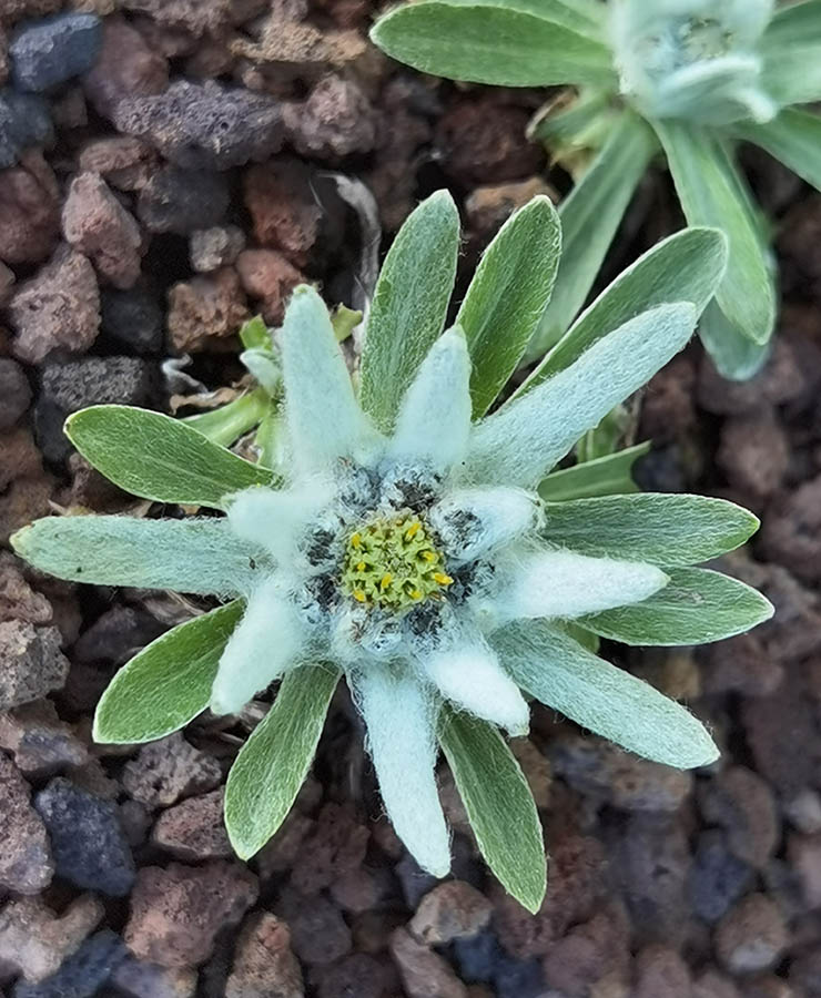 Leontopodium alpinum (ex Pyrénées) photo